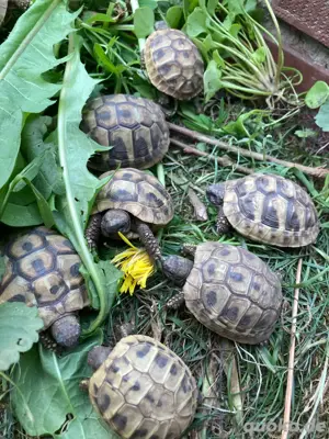 7 Griechische Landschildkröten (THB)  aus 2021, 2023