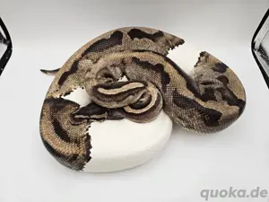 0.1 Piebald Weibchen Königspython Python Regius Schlange