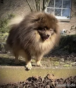 Pomeranian Zwergspitz Rüde Schoko Tan mehrfacher Champion Zuchtauflösung