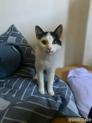 Katzen Kitten Weibchen 