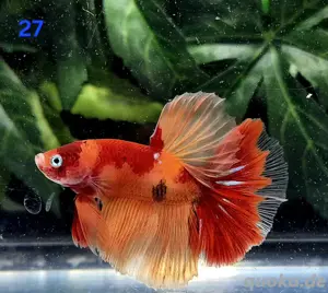 Kampffisch Männchen Betta splendens Multicolor Halfmoon 