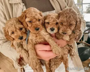Super maltipoo mini welpen