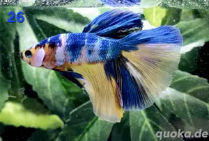 Kampffisch Männchen Betta splendens Multicolor Halfmoon 