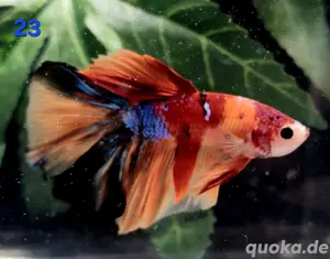 Kampffisch Männchen Betta splendens Multicolor Halfmoon 
