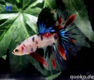 Kampffisch Männchen Betta splendens Multicolor Halfmoon 