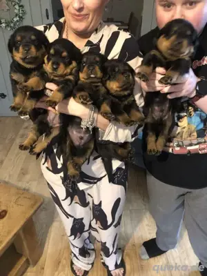 Rottweiler welpen