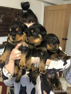 Rottweiler welpen