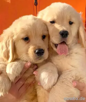 Golden retriever welpen Bild 3