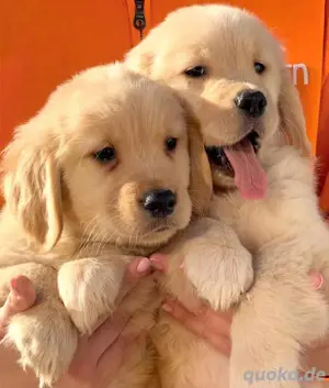 Golden retriever welpen Bild 2