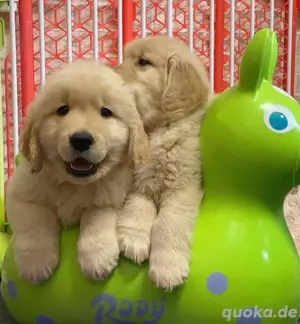 Golden retriever welpen Bild 4