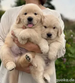 Golden retriever welpen Bild 2