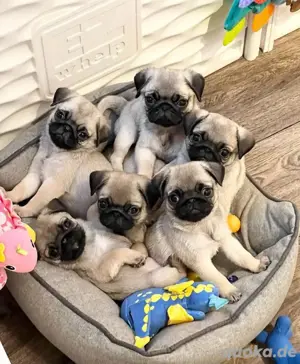 Mops welpen