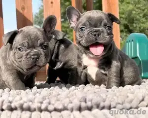 Französische bulldogge welpen