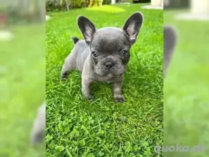 Super Französische Bulldogge welpen