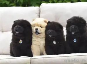 Super chow chow welpen