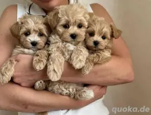 Maltipoo mini welpen F1