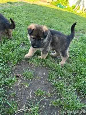 Deutsche Schäferhundwelpen