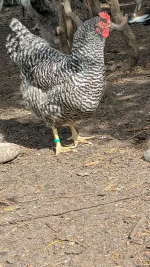 Sperber Huhn 
