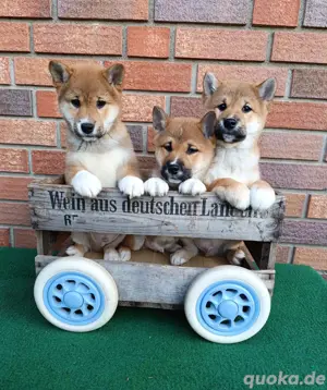 Zuckersüße Shiba Inu Welpen, reinrassig