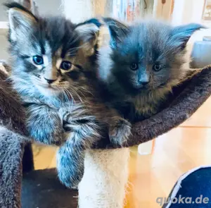 Maine Coon Kitten