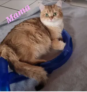  BLH Männchen odd eyed, reinrassig abgabebereit, geimpft und tierärztlich untersucht  Bild 9