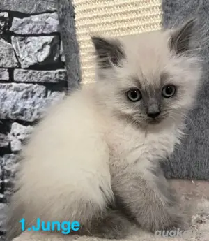  3 Zuckersüße Perserkitten  