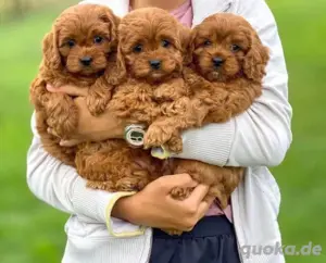 maltipoo mini welpen