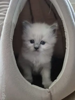 RagdollSiam 