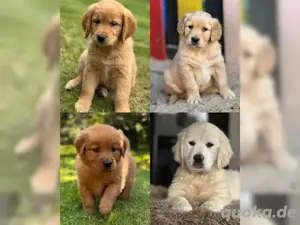 Golden Retriever Welpen mit Ahnentafel