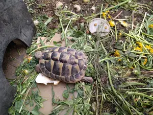 männliche Schildkröte von 2020