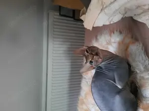Sphinx Deckkater dunkel und erfahren 