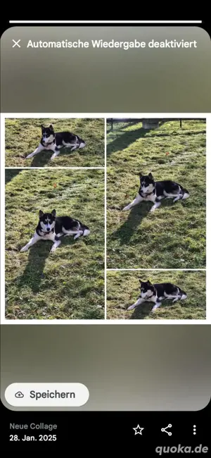 Husky Hündin 