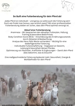 Ernährungsberatung für Pferde Bild 2