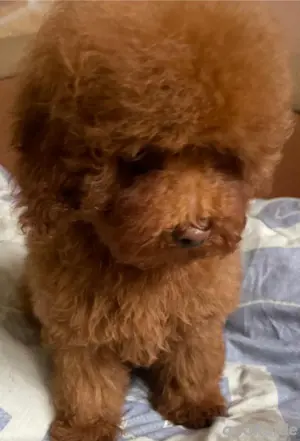 Toy Pudel 
