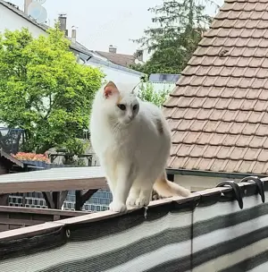 Katzendame sucht neues Zuhause 