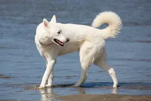 Fotoshooting-Gutschein für Person Hunde Pferde Sport Action! inkl.Fotos! 100,- Rabatt! Bild 2