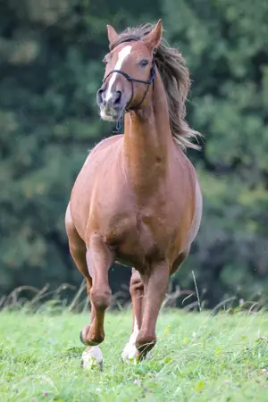 Fotoshooting-Gutschein für Person Hunde Pferde Sport Action! inkl.Fotos! 100,- Rabatt! Bild 10