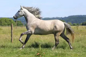 Fotoshooting-Gutschein für Person Hunde Pferde Sport Action! inkl.Fotos! 100,- Rabatt! Bild 5