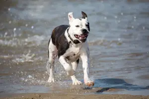 Fotoshooting-Gutschein für Person Hunde Pferde Sport Action! inkl.Fotos! 100,- Rabatt! Bild 7