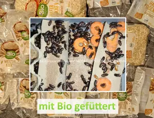 Lebende Mehlkäfer gezüchtet mit Bio Futter - Lebendfutter - Mehlwürmer - Aktivfutter - Proteinbombe