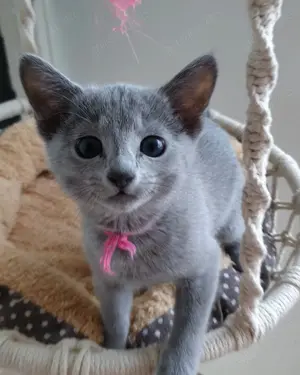 Erstklassige, sehr Menschenbezogene Kids, mit Stammbaum. Bild 2