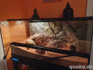 Exo-Terra Terrarium + Komplettausstattung. Dazu Leopardgecko zu verschenken. 