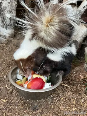 Stinktier   Streifenskunk abzugeben 