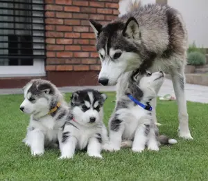 Siberian Husky Welpen mit Blaue Augen und Papieren 