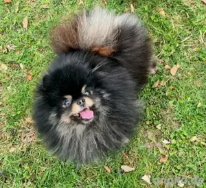 Pomeranian Zwergspitz Deckrüde 