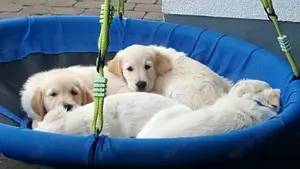 Es ist soweit - Golden Retriever Welpen reinrassig   Wurfankündigung Ende Juni 2025 - 7-8 Welpen
