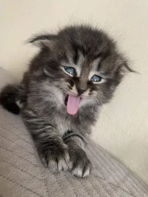 BKH&BLH Silver Tabby Classic (spotted)
