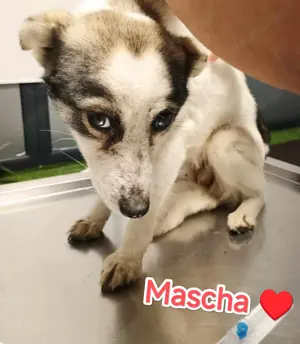 Mascha - hast du ein Körbchen frei? Bild 6