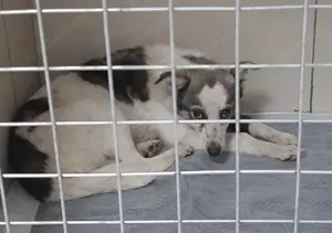 Mascha - hast du ein Körbchen frei? Bild 7