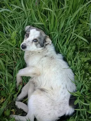 Mascha - hast du ein Körbchen frei? Bild 5